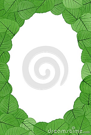 Skeletal leaves on white background - frame Stock Photo