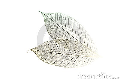 Skeletal Leaves on White Stock Photo