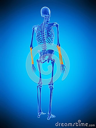 The skeletal lower arms Cartoon Illustration