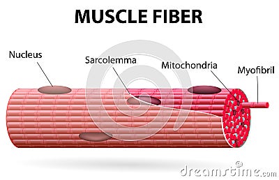 The skeletal muscle fiber Vector Illustration