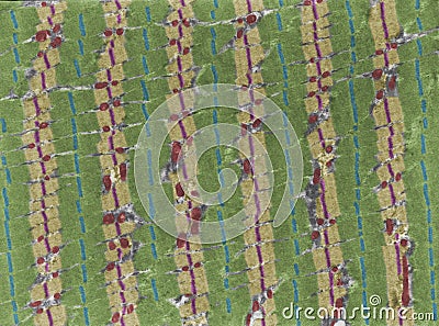 Skeletal muscle fiber. Myofibrils Stock Photo