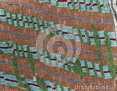 Skeletal muscle fiber. Myofibrils Stock Photo