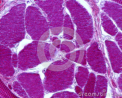 Skeletal muscle fibers. Myofibrils Stock Photo