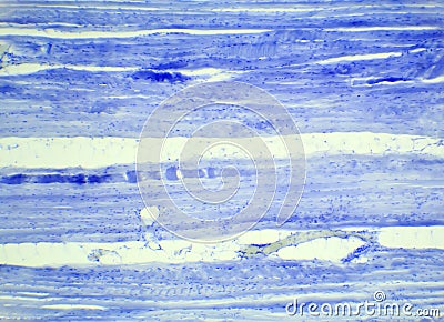 Skeletal muscle tissue longitudinal section under a microscope, Stock Photo