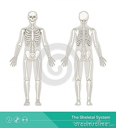 The skeletal system Vector Illustration