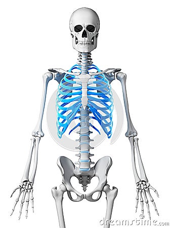 Skeletal thorax Cartoon Illustration