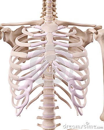 The skeletal thorax Cartoon Illustration