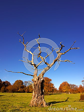 Skeletal tree in the autumn Stock Photo