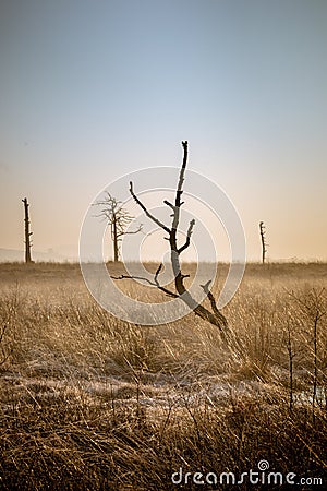 Skeletal tree at dawn in Foulshaw Moss Stock Photo