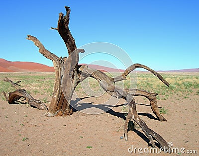 Skeletal tree in the Kalahari desert Stock Photo