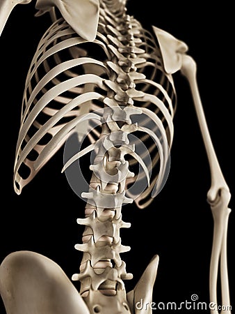 The skeletal upper body Cartoon Illustration