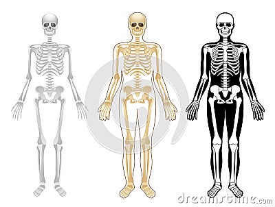 Skeleton Vector Illustration