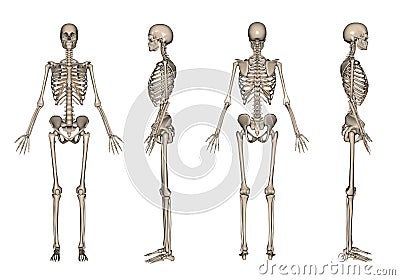 Skeleton 3D render Stock Photo