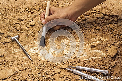 Skeleton and archaeological tools.Training for dig fossil.Simula Stock Photo