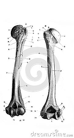 Skeleton of the arm region humerus on the left side in the old book D`Anatomie Chirurgicale, by B. Anger, 1869, Paris Stock Photo