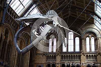 Skeleton of a blue whale in the great hall of the museum of natural history in London, UK Editorial Stock Photo