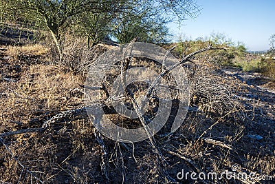 Skeleton of Cactus in Dreamy Draw Desert Preserve, Phoenix, AZ Stock Photo