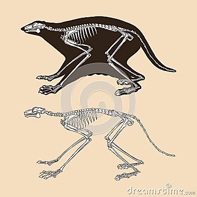Skeleton colugo vector illustration Vector Illustration