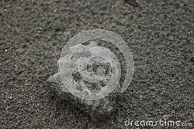 Skeleton of coral found on the beach, Cahuita Park Stock Photo