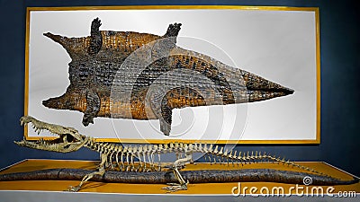 skeleton and crocodile skin on the stand Stock Photo