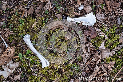 skeleton of dead animal in forest Stock Photo