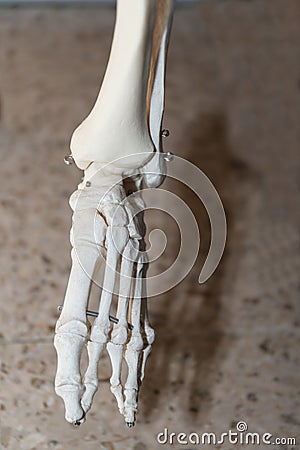 Skeleton Detail Foot - Medical Anatomy Model Stock Photo