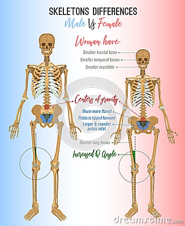 Skeleton differences image Vector Illustration