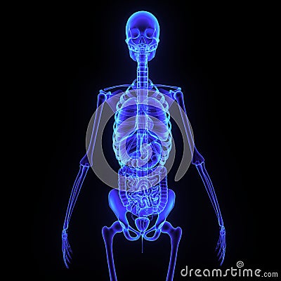 Skeleton with digestive system Stock Photo