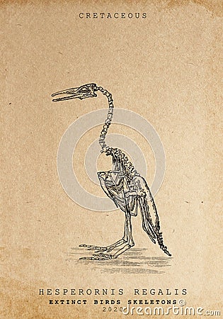 Skeleton of extintct bird Stock Photo