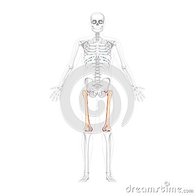 Skeleton femur thigh bone Human front view with two arm poses with partly transparent bones position. Realistic flat Vector Illustration