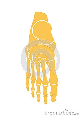 Skeleton foot. The bones of the foot man. Tarsus and fingers. Flat design Vector Illustration