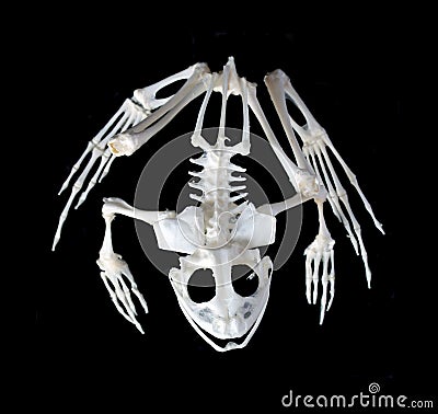 Skeleton of a frog. Stock Photo