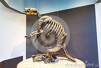 Ground Sloth Skeleton Editorial Stock Photo