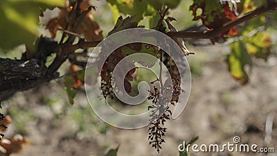Skeleton of grapes left on the vine after harvesting Stock Photo