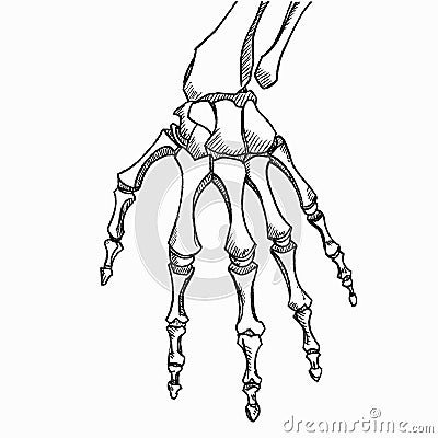 Skeleton hand vector. Sketch with hand bones isolated on white background. Vector Illustration