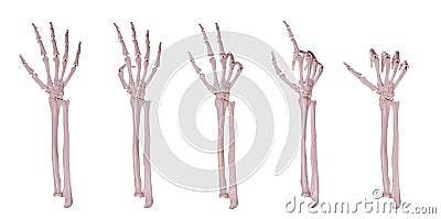 Skeleton hands counting 1-5 Stock Photo