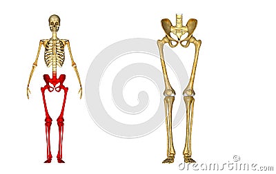 Skeleton: Hip, Femur, Tibia, Fibula, Ankle and Foot bones Stock Photo
