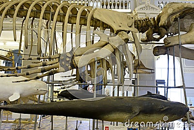 Skeleton of huge whale Editorial Stock Photo