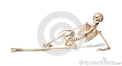 Skeleton of human female lying on floor. Stock Photo