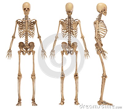 Skeleton Stock Photo