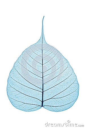 Skeleton Leaf Stock Photo