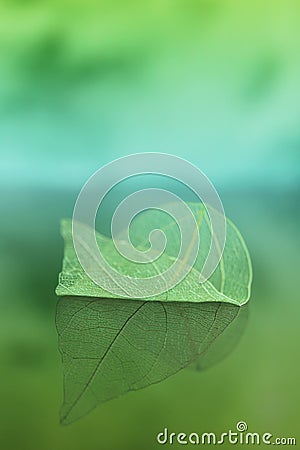 skeleton leaf. green leaf with reflection on a blurred blue-green background. Beautiful wallpaper. Natural leaf texture Stock Photo