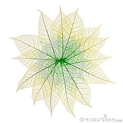 Skeleton Leaves Flower Stock Photo