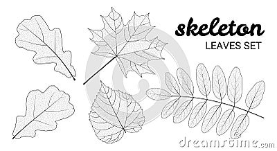 Skeleton leaves set, isolated on white background. Vector Illustration