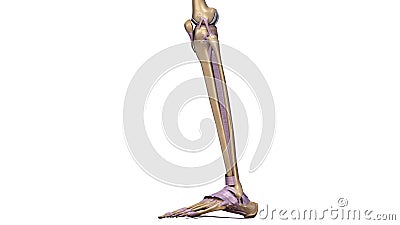 Skeleton leg with ligaments side view Stock Photo