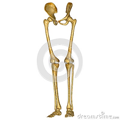 Skeleton legs Stock Photo