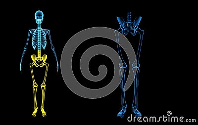Skeleton legs Stock Photo