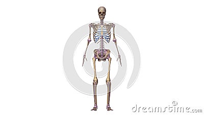 Skeleton with ligaments Stock Photo