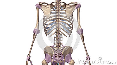 Skeleton with ligaments Stock Photo