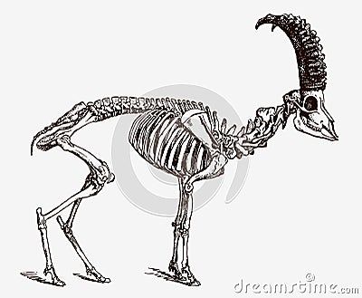 Skeleton of male Alpine ibex, capra ibex in profile view Vector Illustration